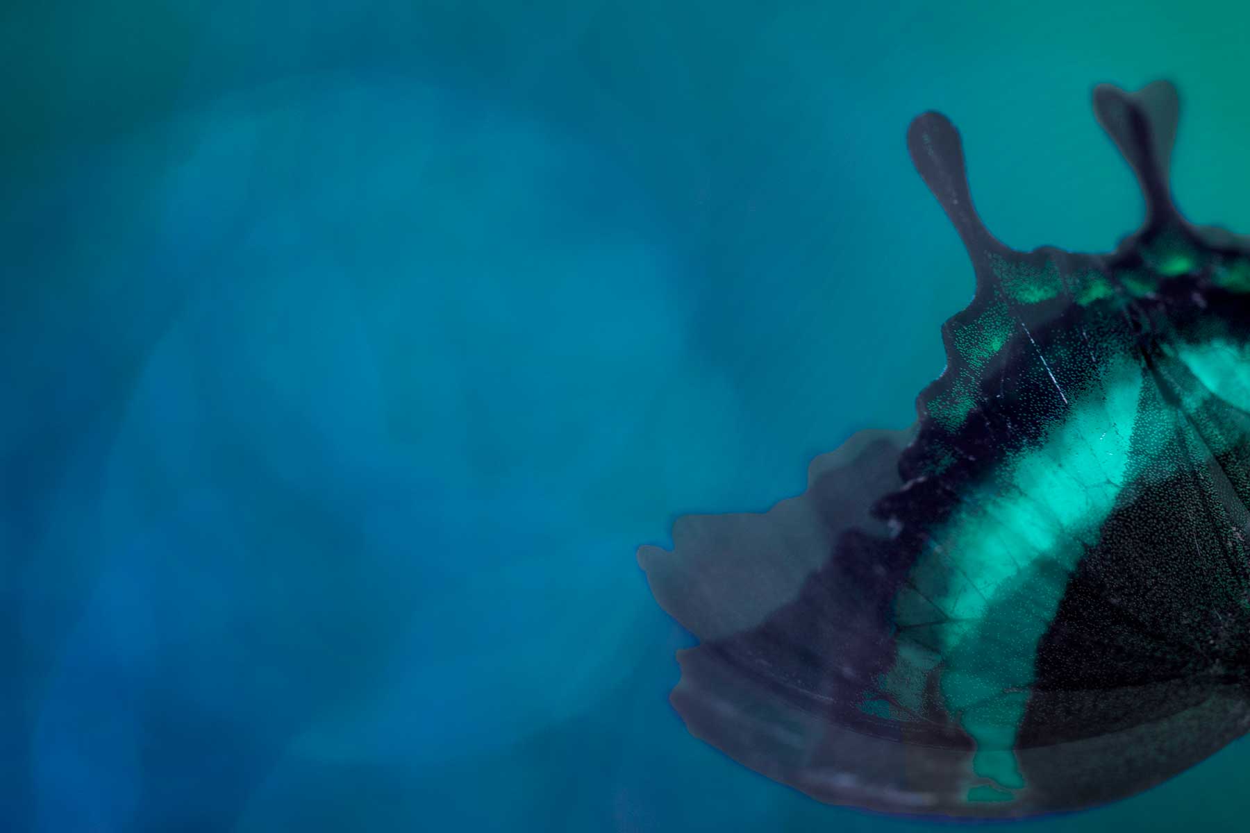 Rachel de Liefde Fotografie