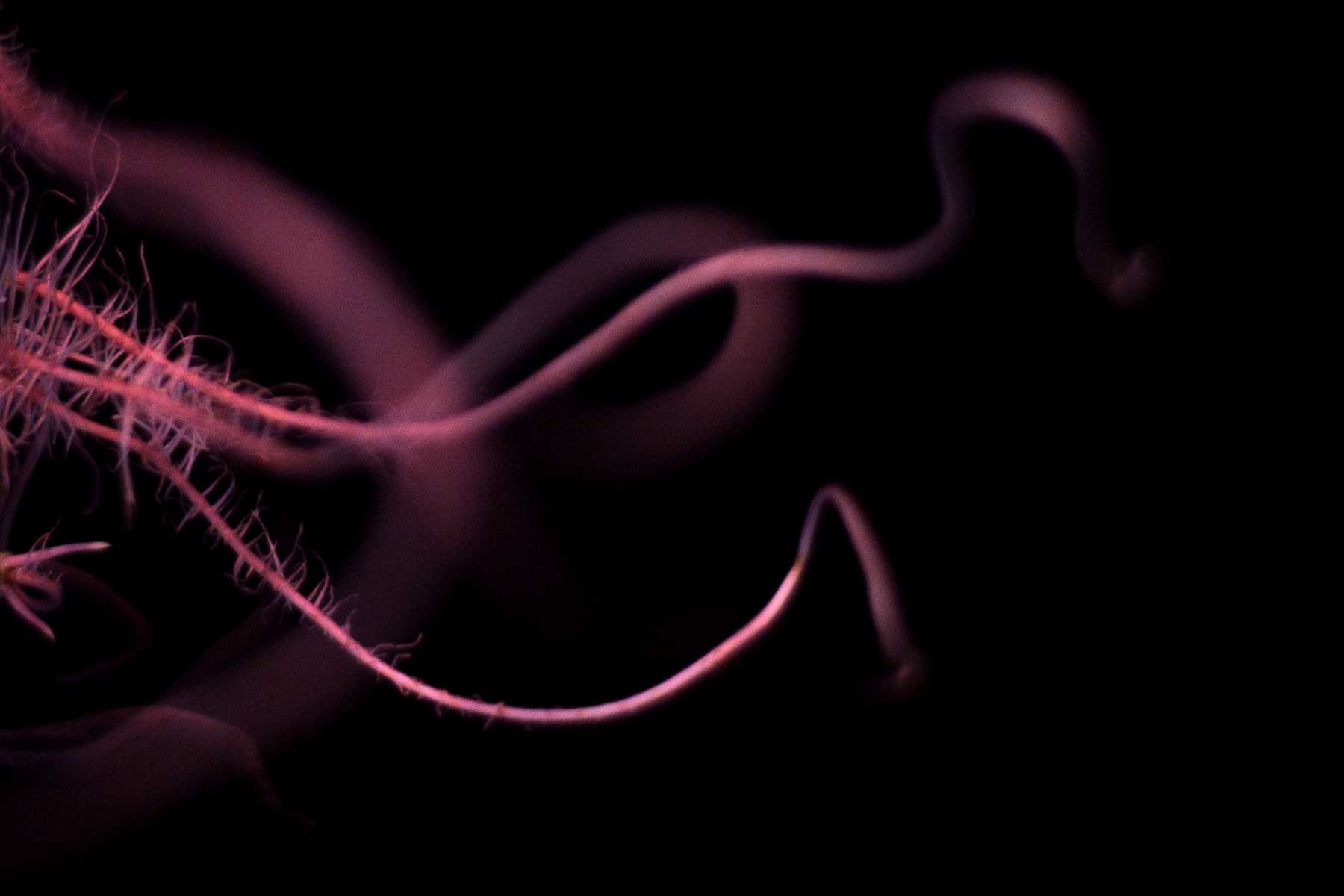 Rachel de Liefde Fotografie