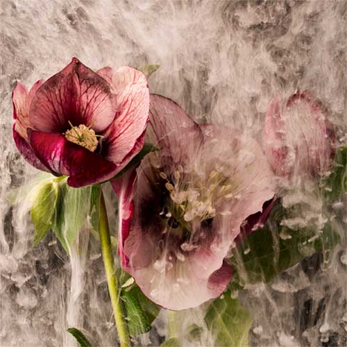 Rachel de Liefde Photography | Wallflowers |Shy