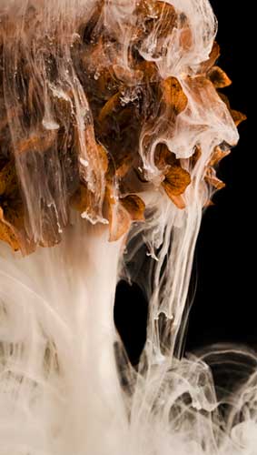 Rachel de Liefde Photography | Wallflowers |Shy