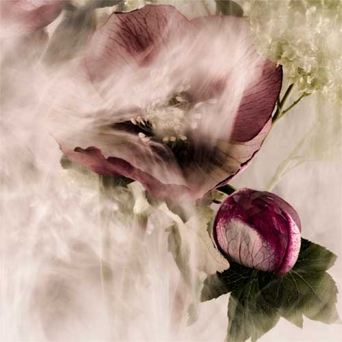 Rachel de Liefde Photography | Wallflowers |Shy