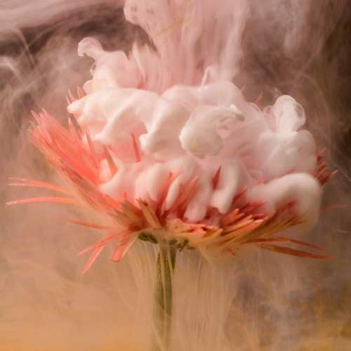 Rachel de Liefde Photography | Wallflowers |Shy