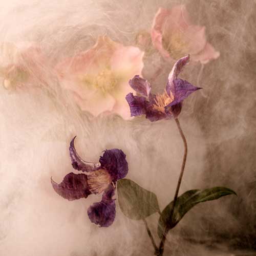 Rachel de Liefde Photography | Wallflowers |Shy